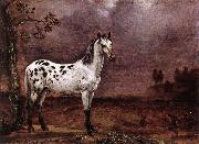 POTTER, Paulus The Spotted Horse af Spain oil painting artist